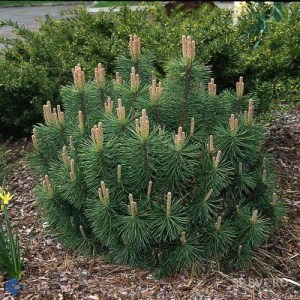 Pinus mugo Pumilio - Сосна горная Пумилио (Pumilio) С 7,5 L 40-50 cm